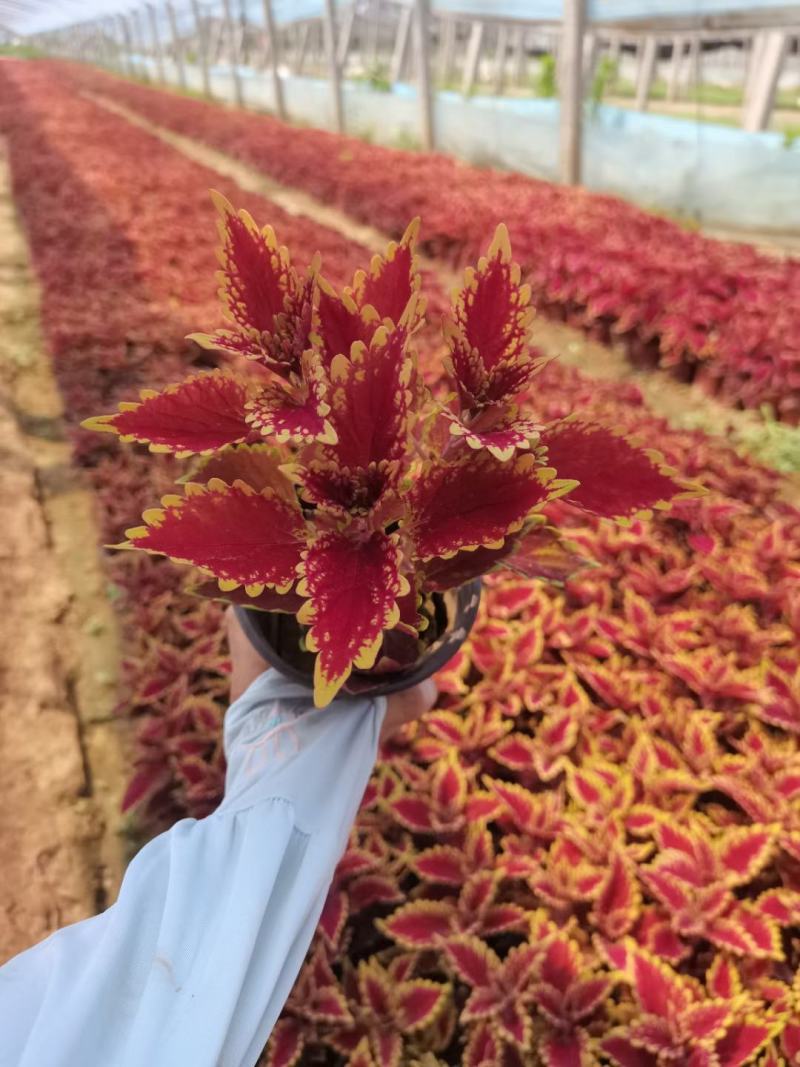 火焰彩叶草基地直发品质保证欢迎联系