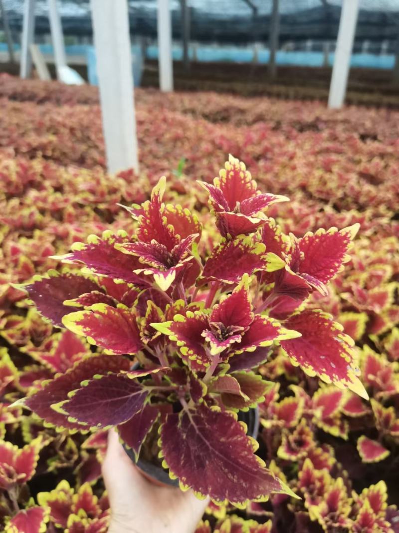 火焰彩叶草基地直发品质保证欢迎联系