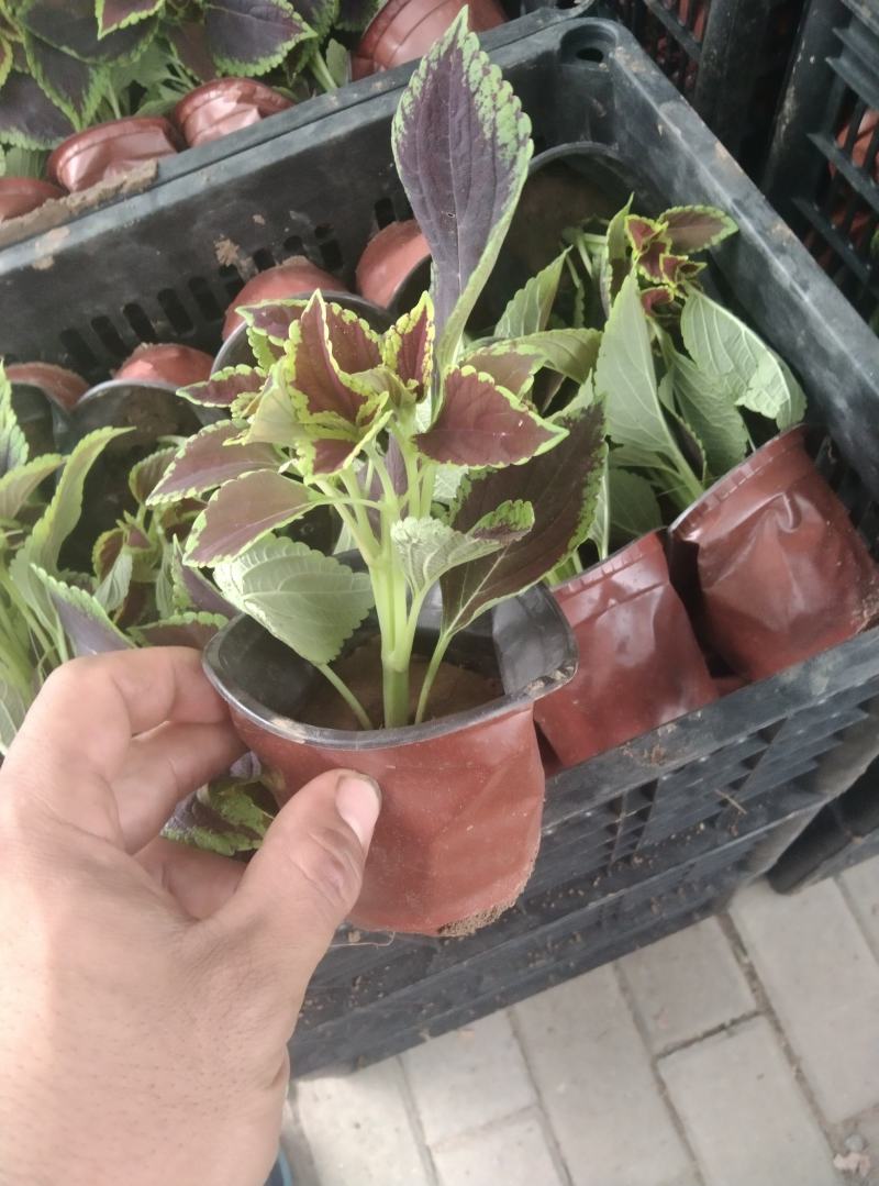 火焰彩叶草基地直发品质保证欢迎联系