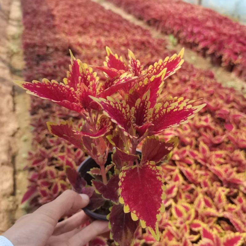 火焰彩叶草基地直发品质保证欢迎联系