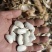 云南源产地高山白芸豆，芸豆，九粒白芸豆产地，