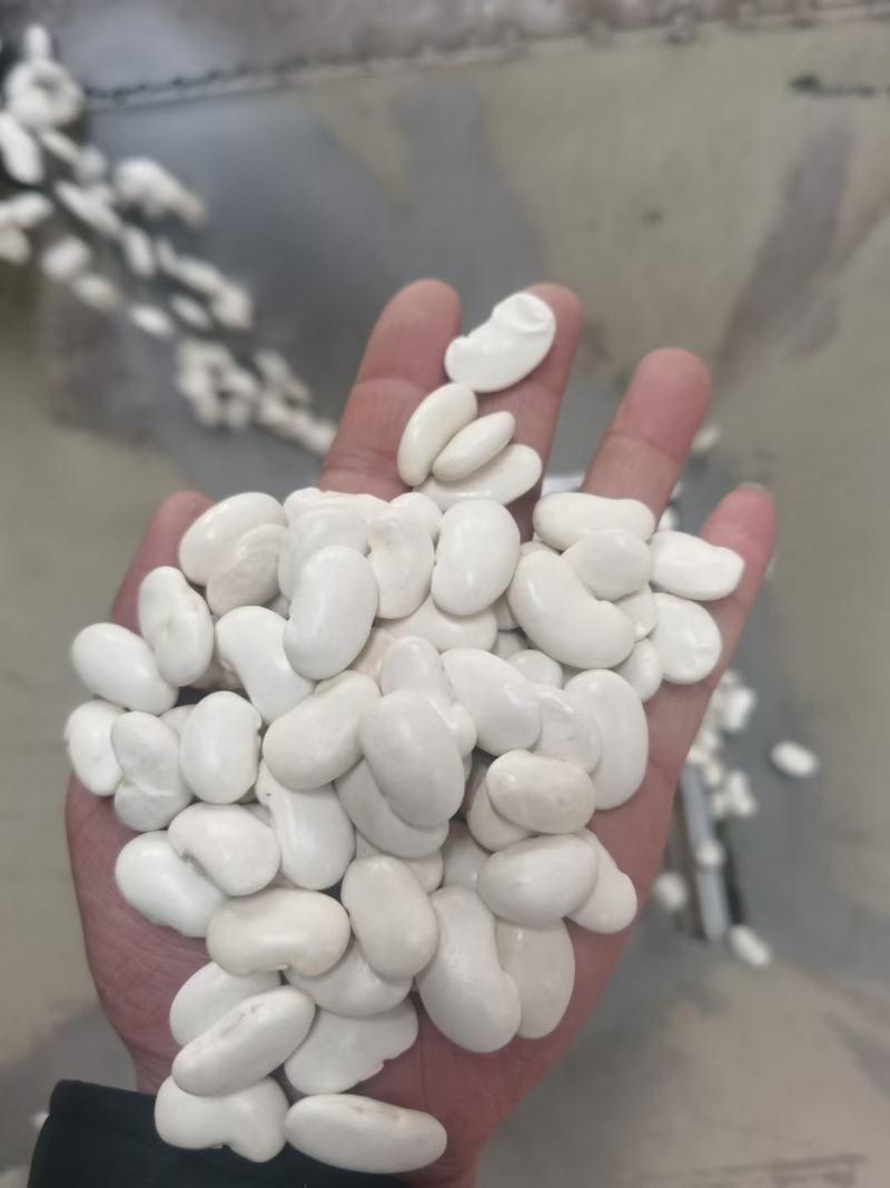 云南源产地高山白芸豆，芸豆，九粒白芸豆产地，