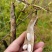 云南源产地高山白芸豆，芸豆，九粒白芸豆产地，