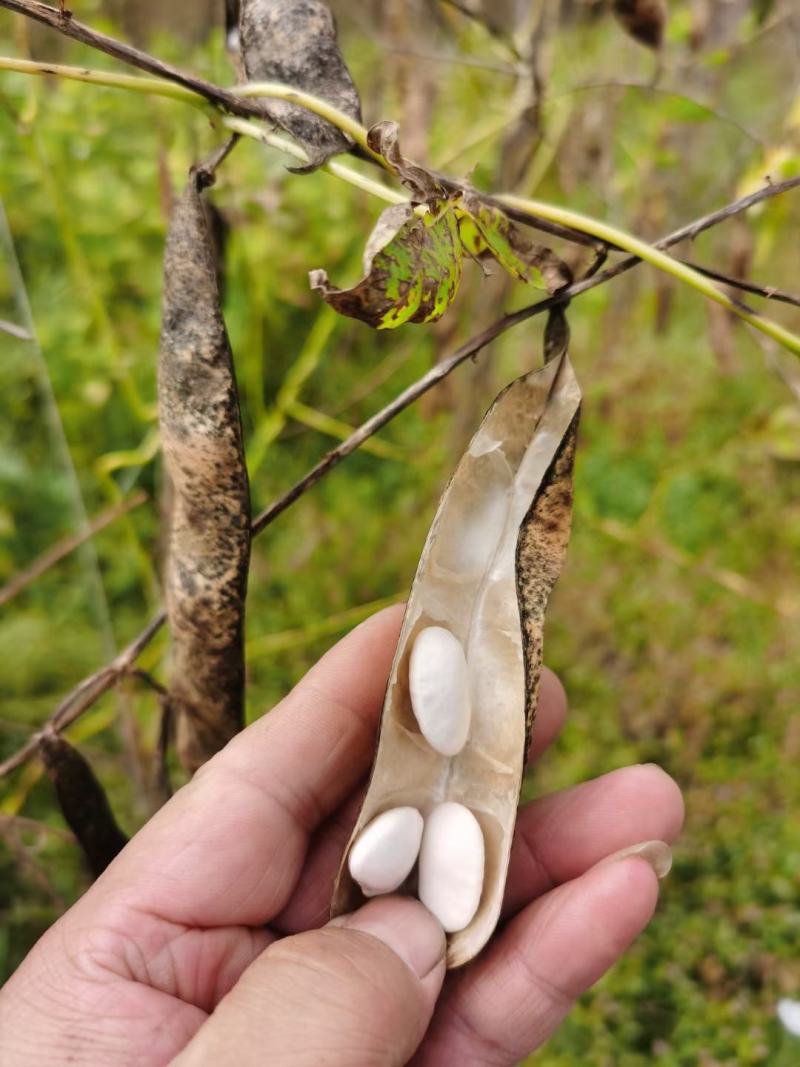 云南源产地高山白芸豆，芸豆，九粒白芸豆产地，