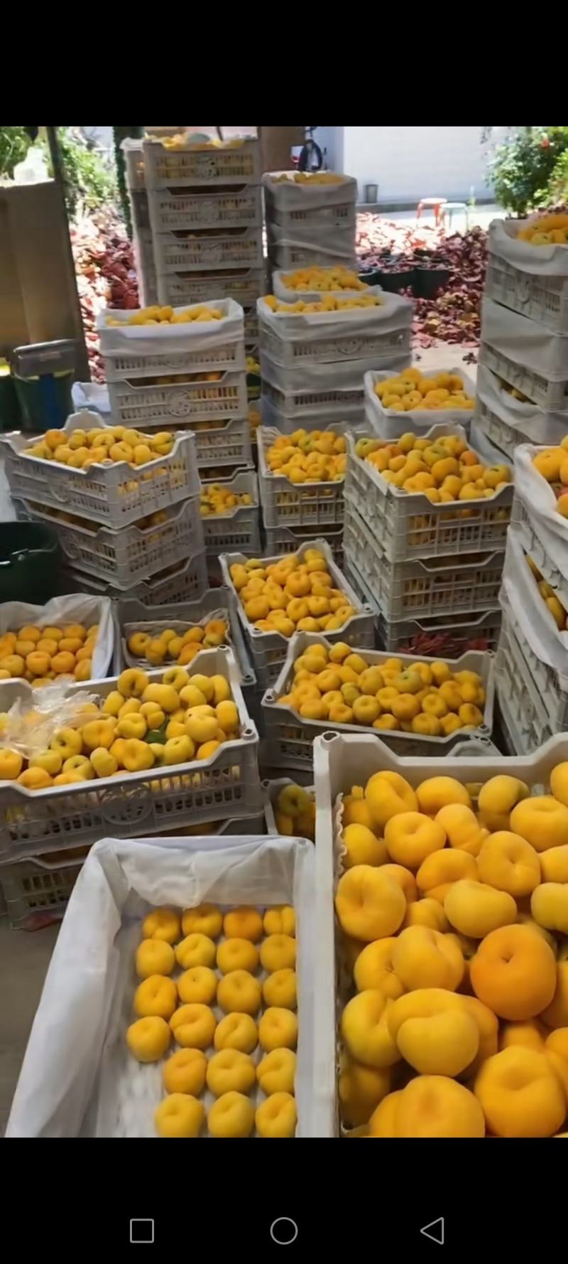 7-7黄金油蟠桃产地直发量大从优欢迎选购