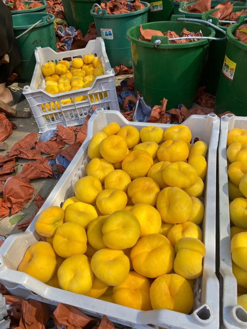 7-7黄金油蟠桃产地直发量大从优欢迎选购