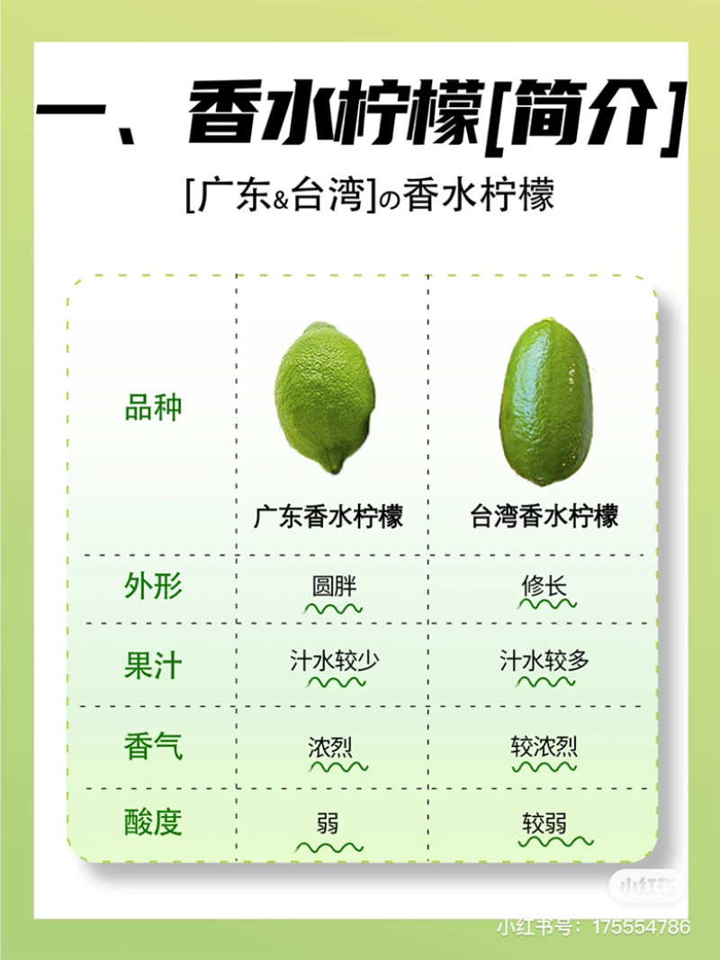 广东香水柠檬