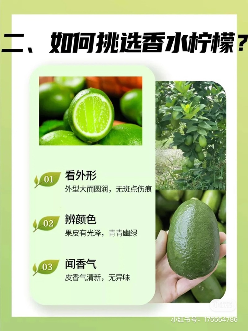 广东香水柠檬