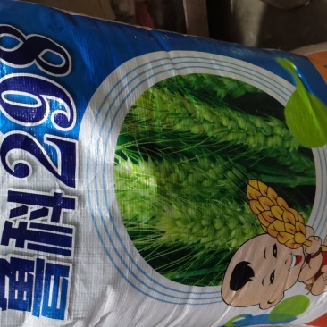 高产抗倒耐冻小麦新品种鲁科298