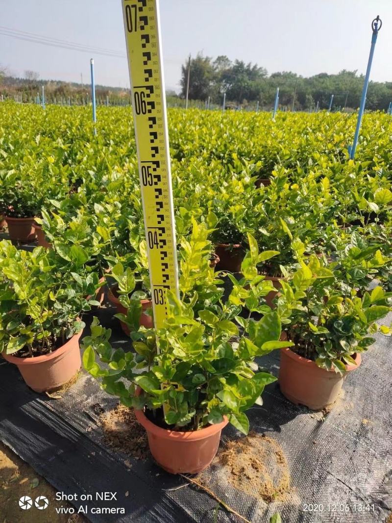 大量出售茉莉花价格优惠有须要的老板联系我