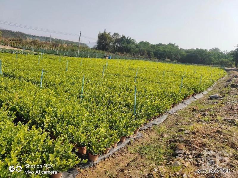 大量出售茉莉花价格优惠有须要的老板联系我
