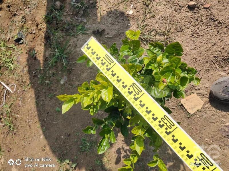 大量出售茉莉花价格优惠有须要的老板联系我