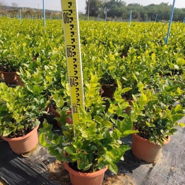 大量出售茉莉花价格优惠有须要的老板联系我