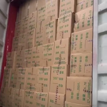 绿泰鹿茸菇