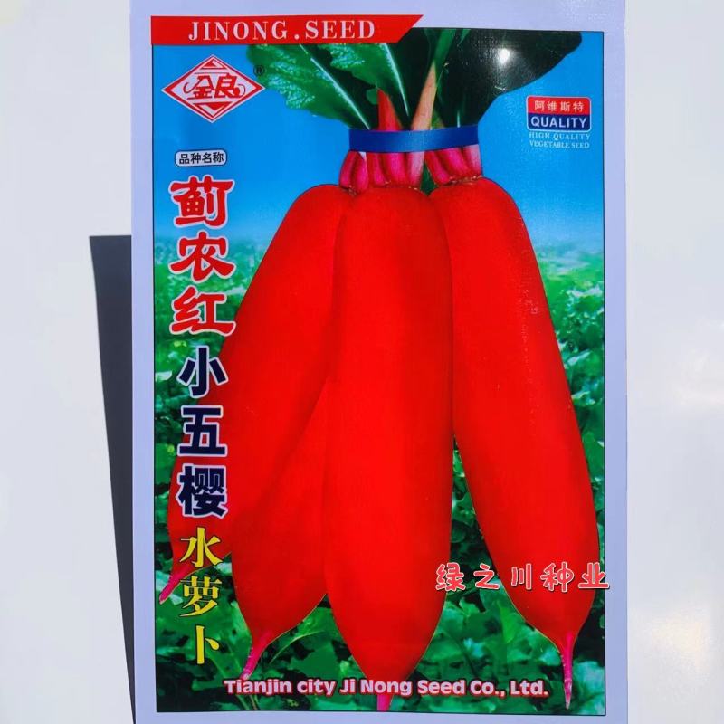 蓟农红小五樱水萝卜种子春秋红皮萝卜种子肉白皮粉红色