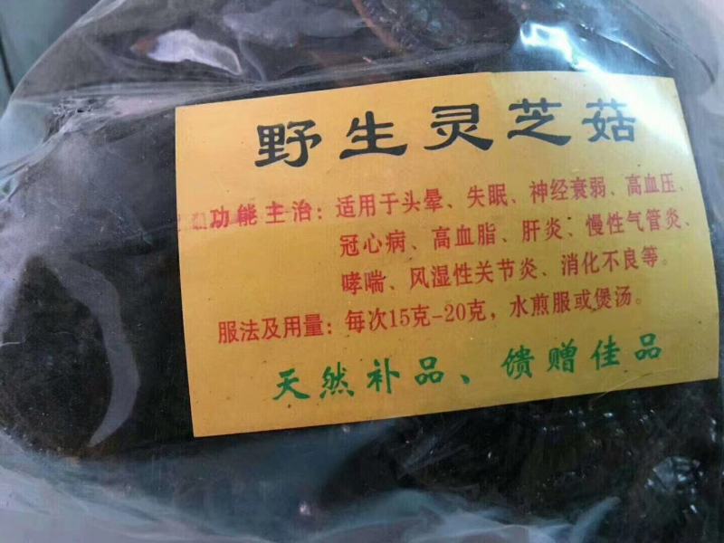 野生灵芝