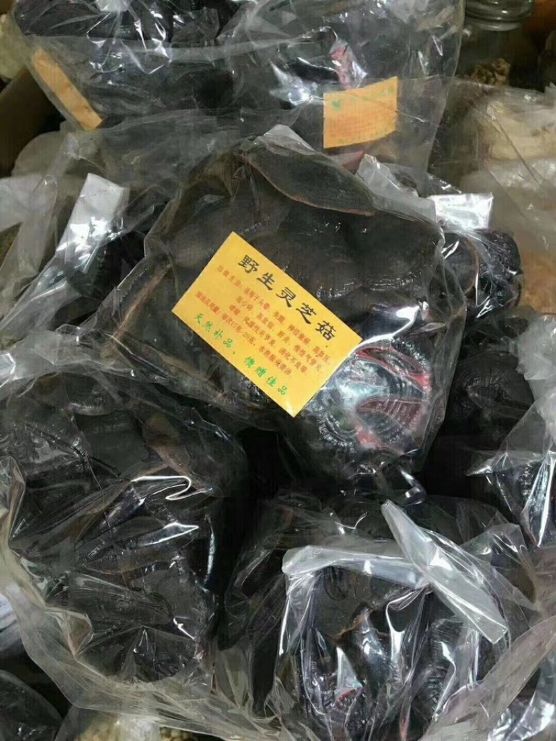 野生灵芝