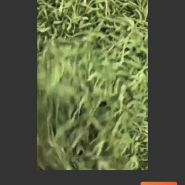 苏花，金银花