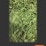 苏花，金银花