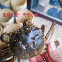 螃蟹稻田河蟹，大闸蟹，老头蟹，各种规格大量批发支持一件代