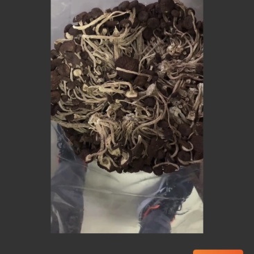 茶树菇