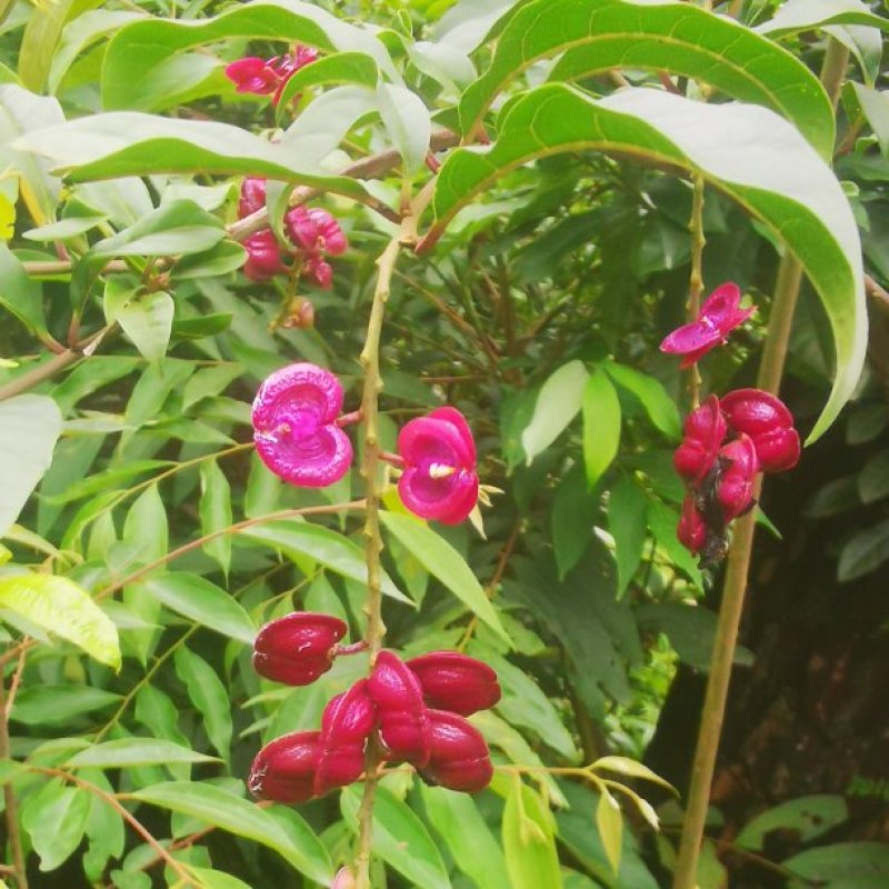 黄花倒水莲纯野生鲜货