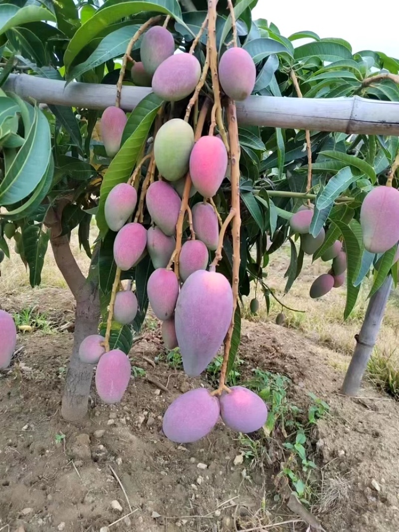 贵妃芒