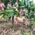 贵妃芒
