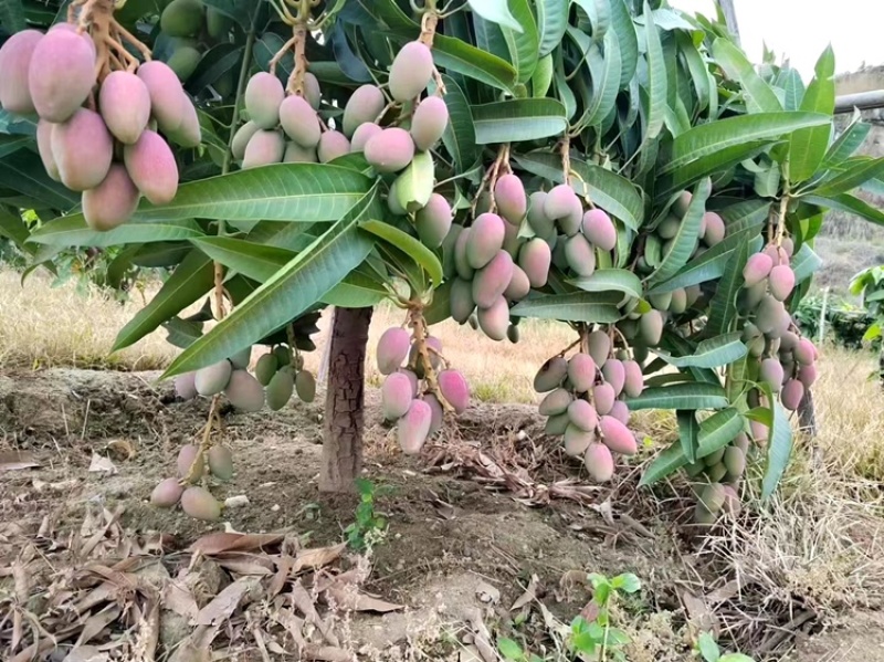 贵妃芒