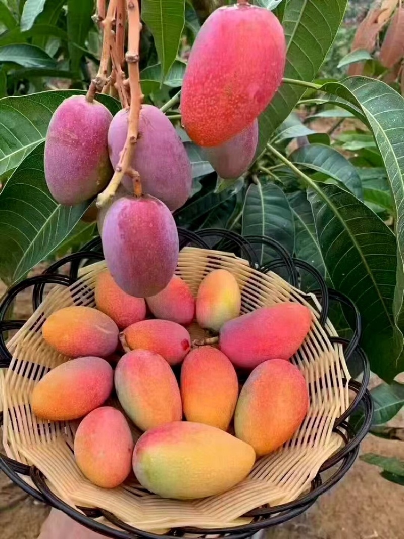 贵妃芒