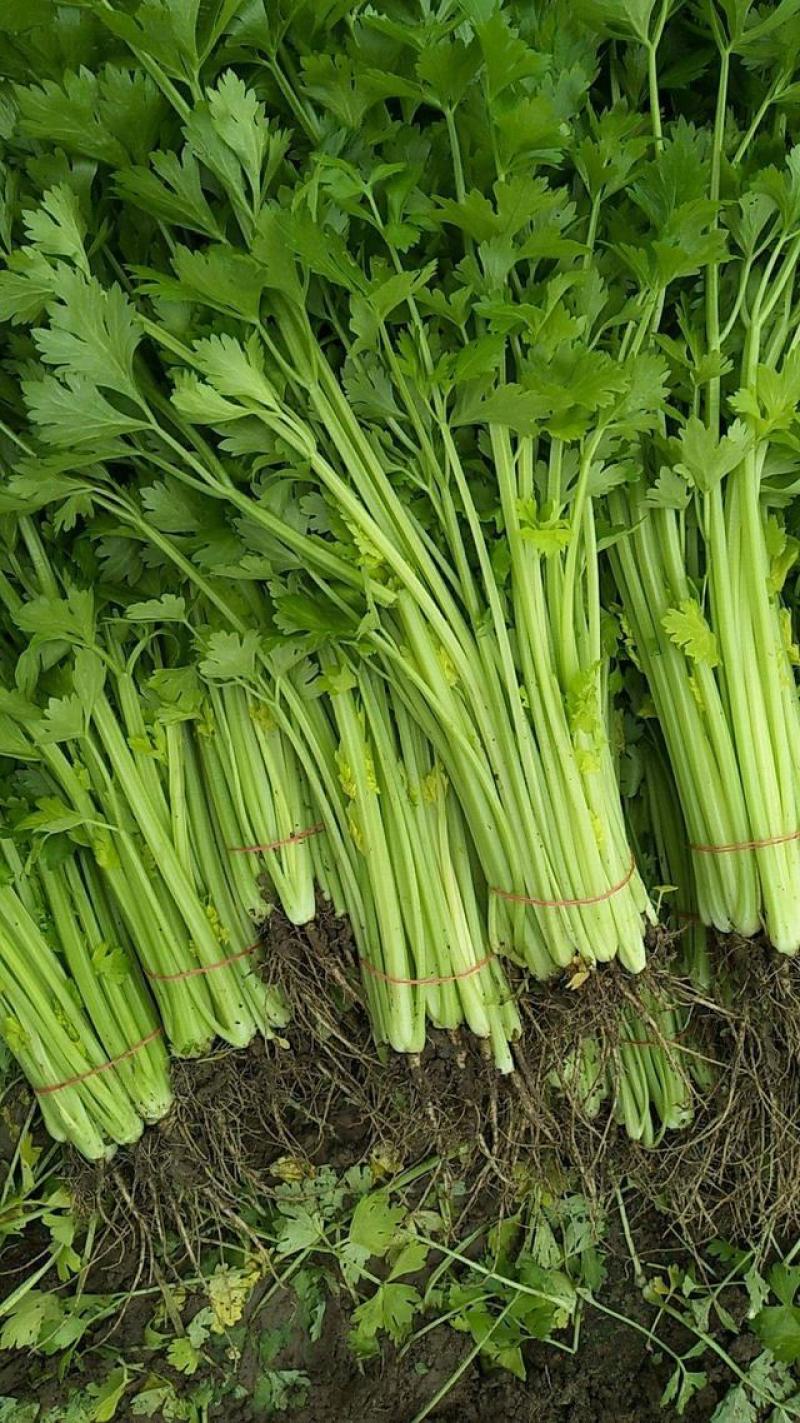 津南实芹一号芹菜种子四季香芹种籽玻璃脆芹白玉亲小香芹籽