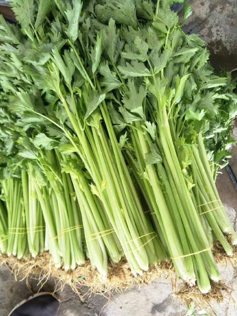 津南实芹一号芹菜种子四季香芹种籽玻璃脆芹白玉亲小香芹籽