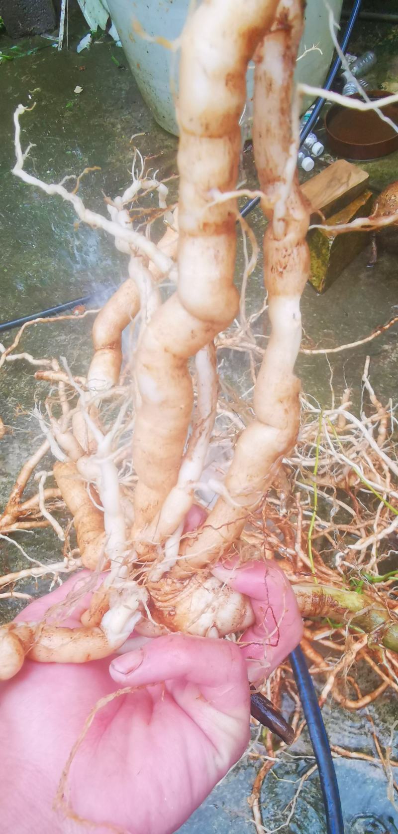 黄花倒水莲纯野生鲜货