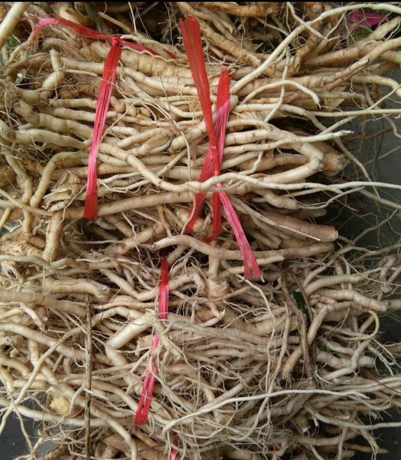黄花倒水莲纯野生鲜货