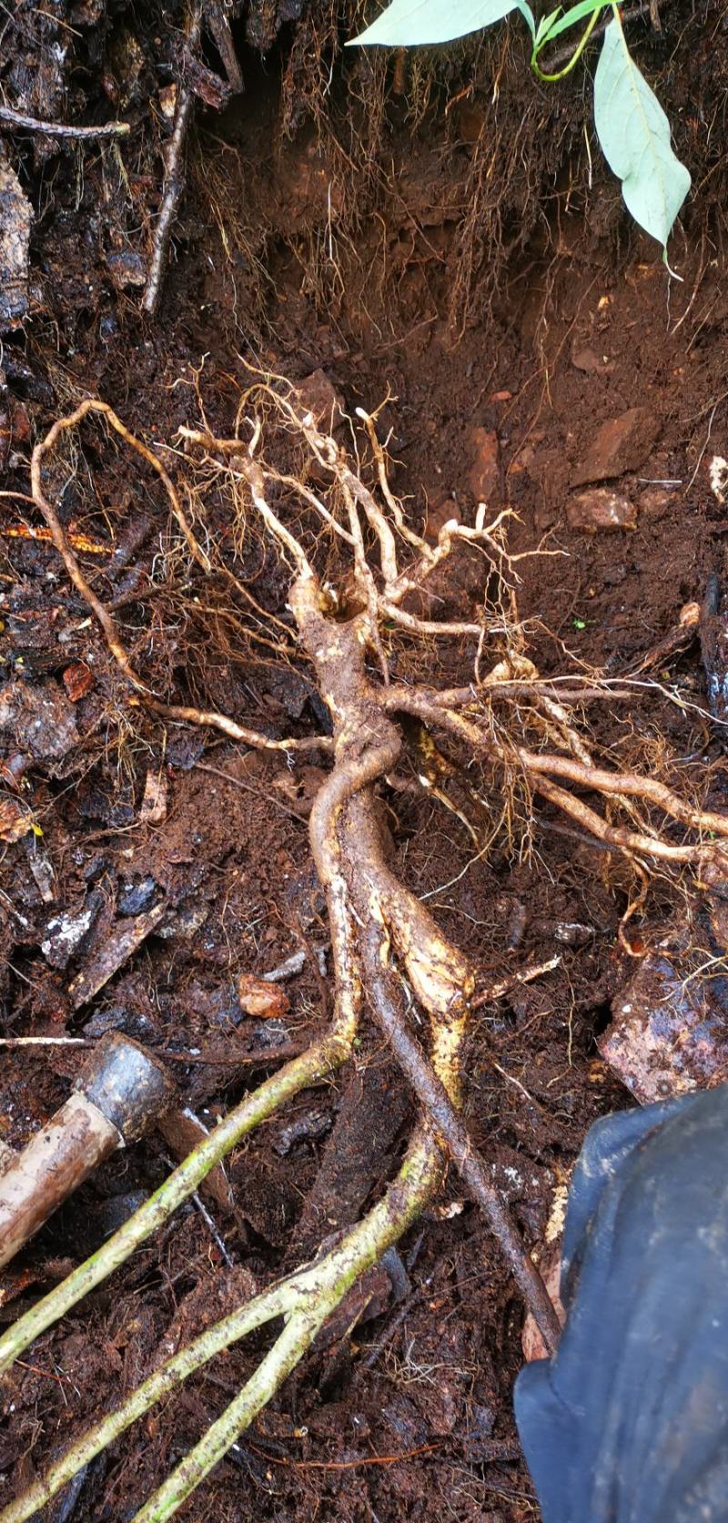 黄花倒水莲纯野生鲜货