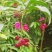 黄花倒水莲纯野生鲜货