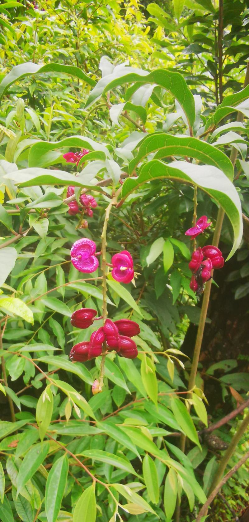 黄花倒水莲纯野生鲜货
