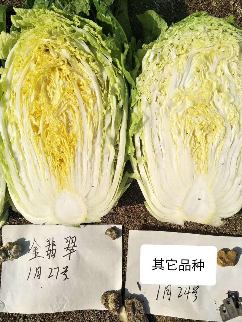 黄心白菜种子金翡翠（大型玲珑黄）白菜种子~进口品种早