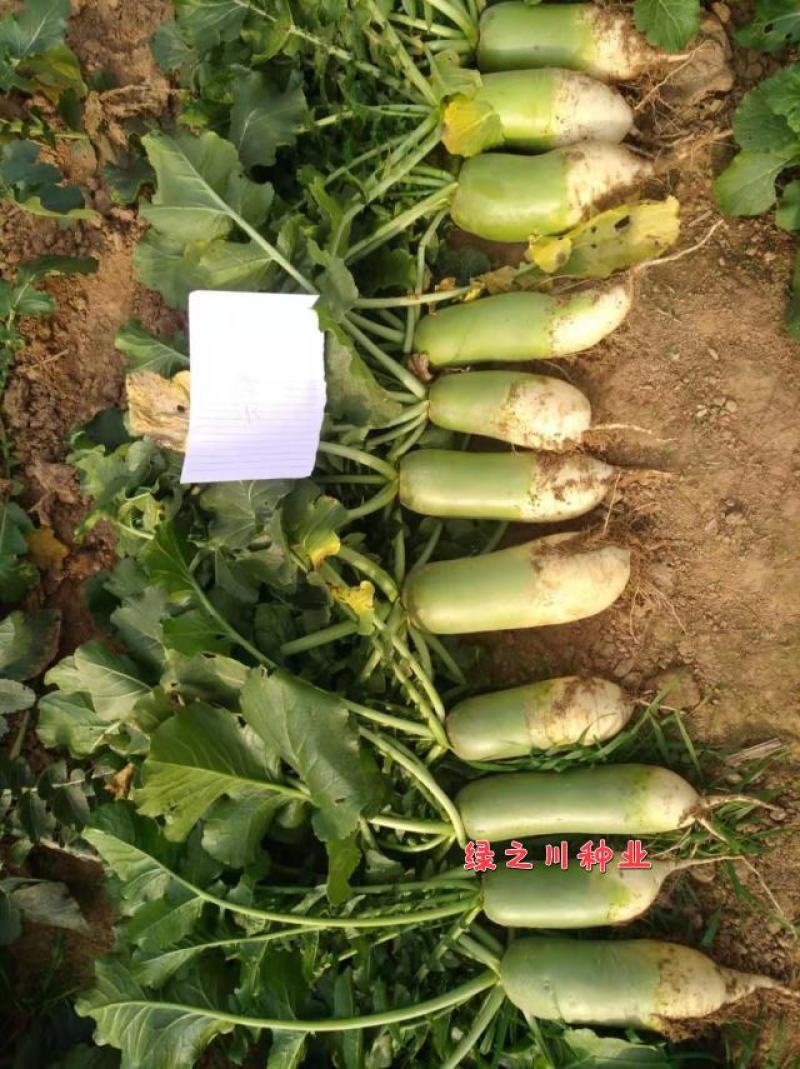 真好吃青头萝卜种子抗病丰产口感好青皮青肉萝卜种子大包装
