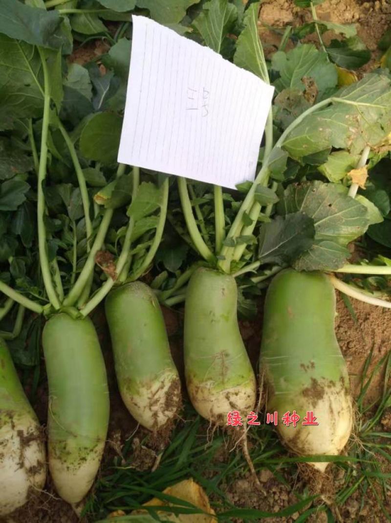 真好吃青头萝卜种子抗病丰产口感好青皮青肉萝卜种子大包装