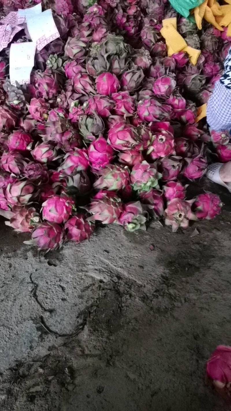 云南石屏精品红心火龙果对接各大商场超市，工厂加工电商平台