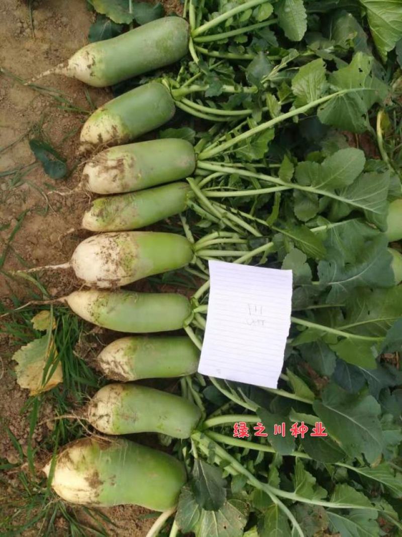 真好吃青头萝卜种子抗病丰产口感好青皮青肉萝卜种子大包装