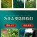 包邮【特级金骏眉】红茶正宗茶叶武夷山2024新茶浓香型