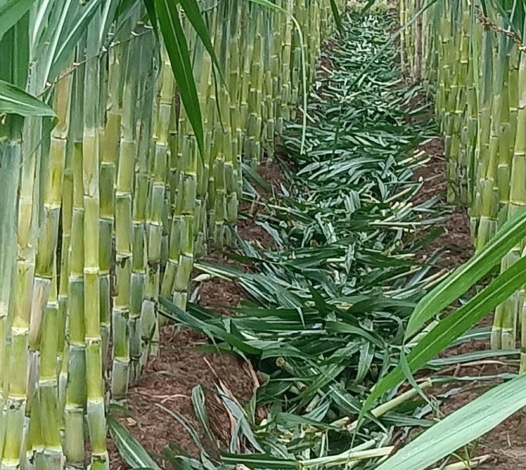 甘蔗田种植实景图