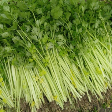 四季小香芹种子芹菜种子香味浓郁实心芹菜种子四季播农家蔬菜