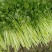 四季小香芹种子芹菜种子香味浓郁实心芹菜种子四季播农家蔬菜