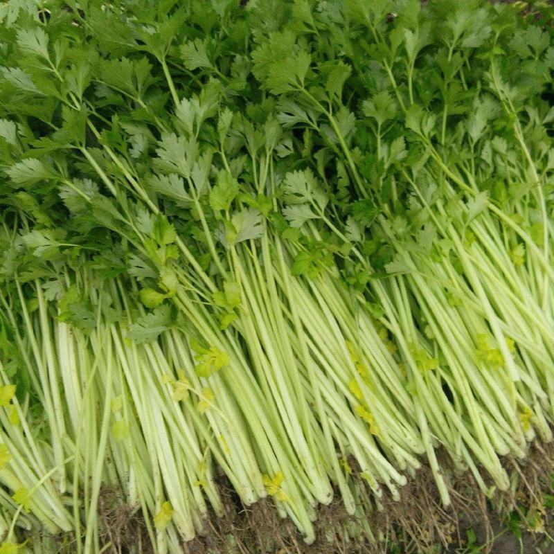 四季小香芹种子芹菜种子香味浓郁实心芹菜种子四季播农家蔬菜