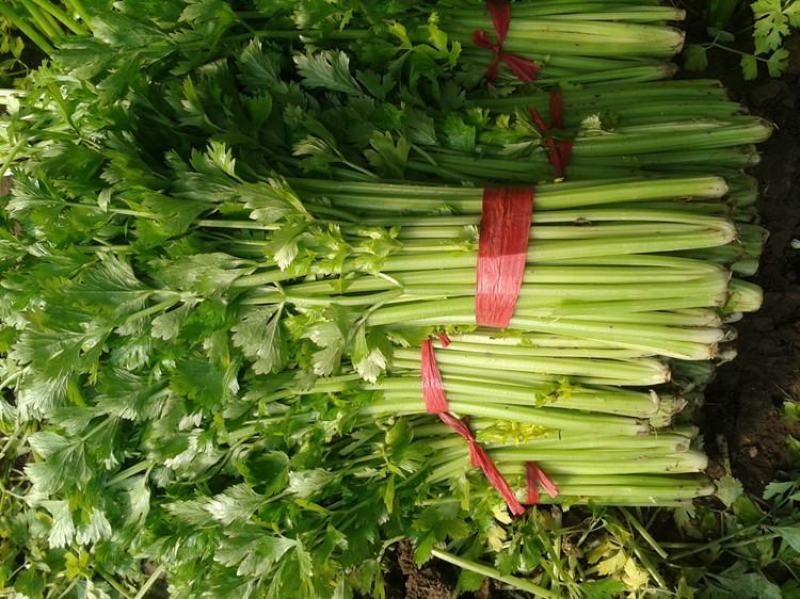 四季小香芹种子芹菜种子香味浓郁实心芹菜种子四季播农家蔬菜