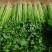 四季小香芹种子芹菜种子香味浓郁实心芹菜种子四季播农家蔬菜