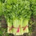 四季小香芹种子芹菜种子香味浓郁实心芹菜种子四季播农家蔬菜
